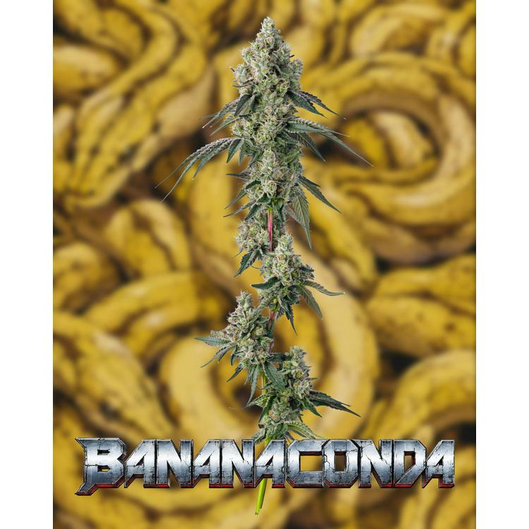 Bananaconda