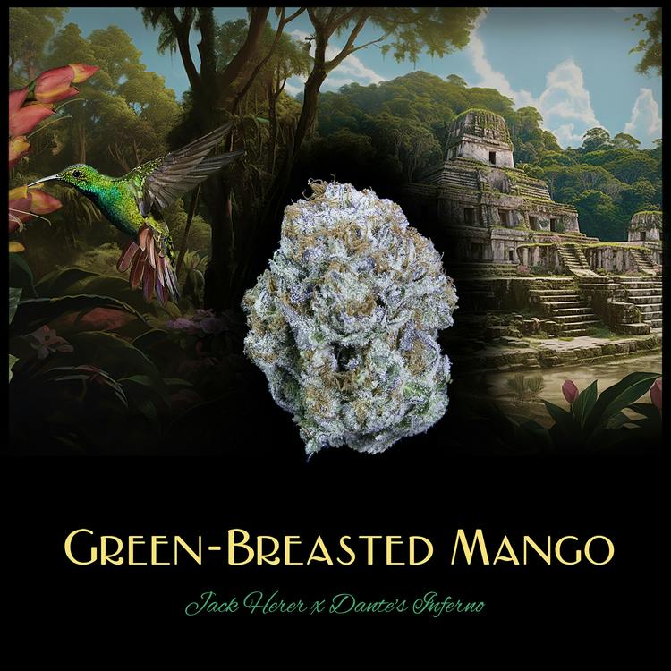 Green Breasted Mango