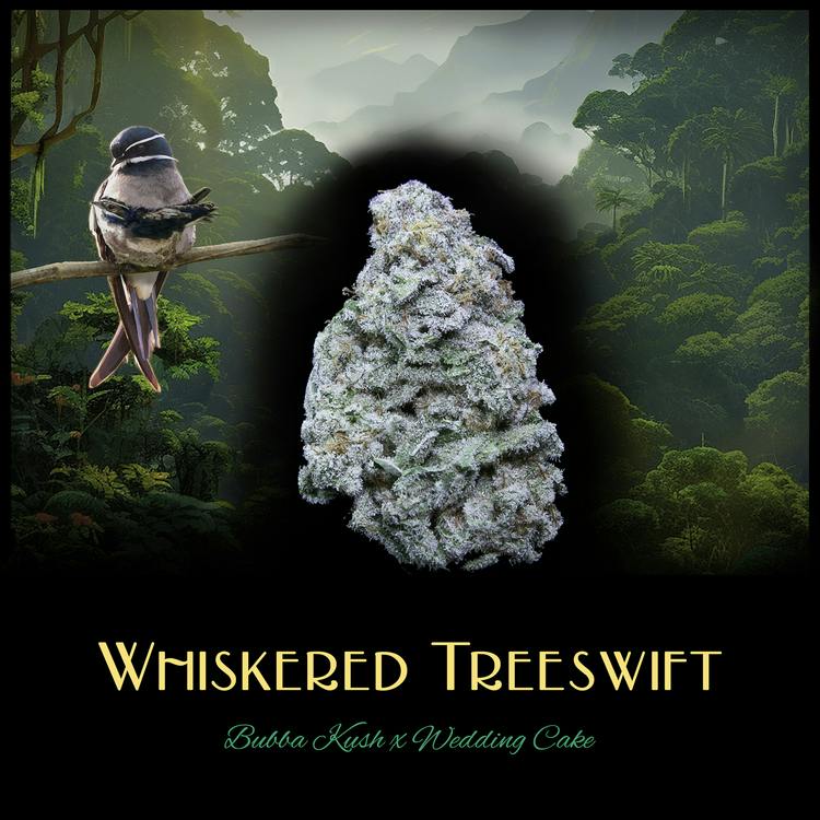Whiskered Tree Swift