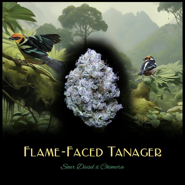 Flame-Faced Tanager