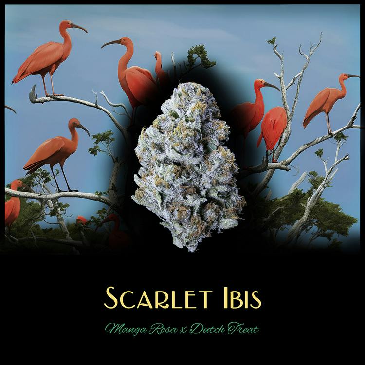 Scarlet Ibis