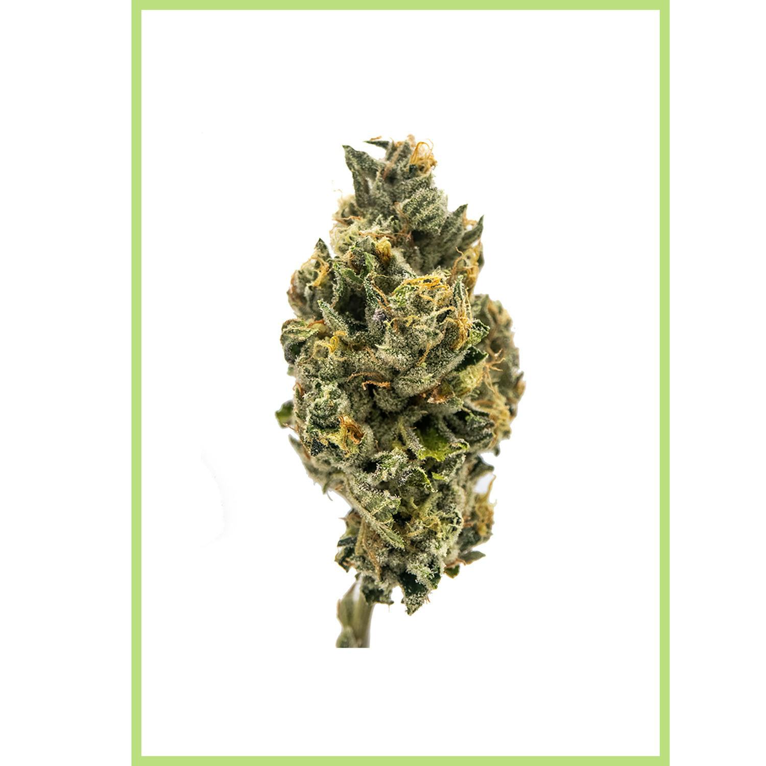 New Altitude Farms | 3.5g | Hollywood Kush Kake