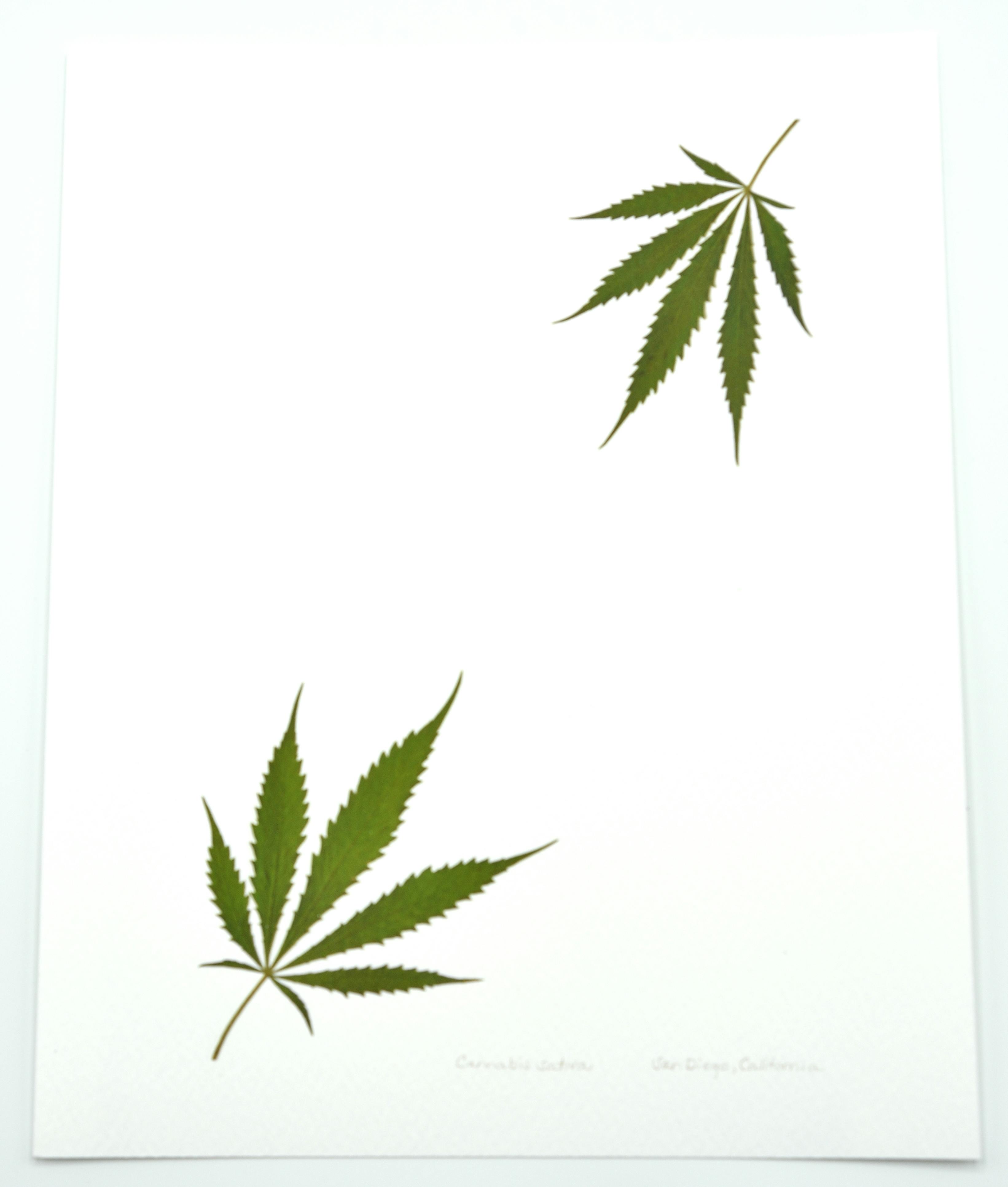 TWO CORNER LEAF PRINT