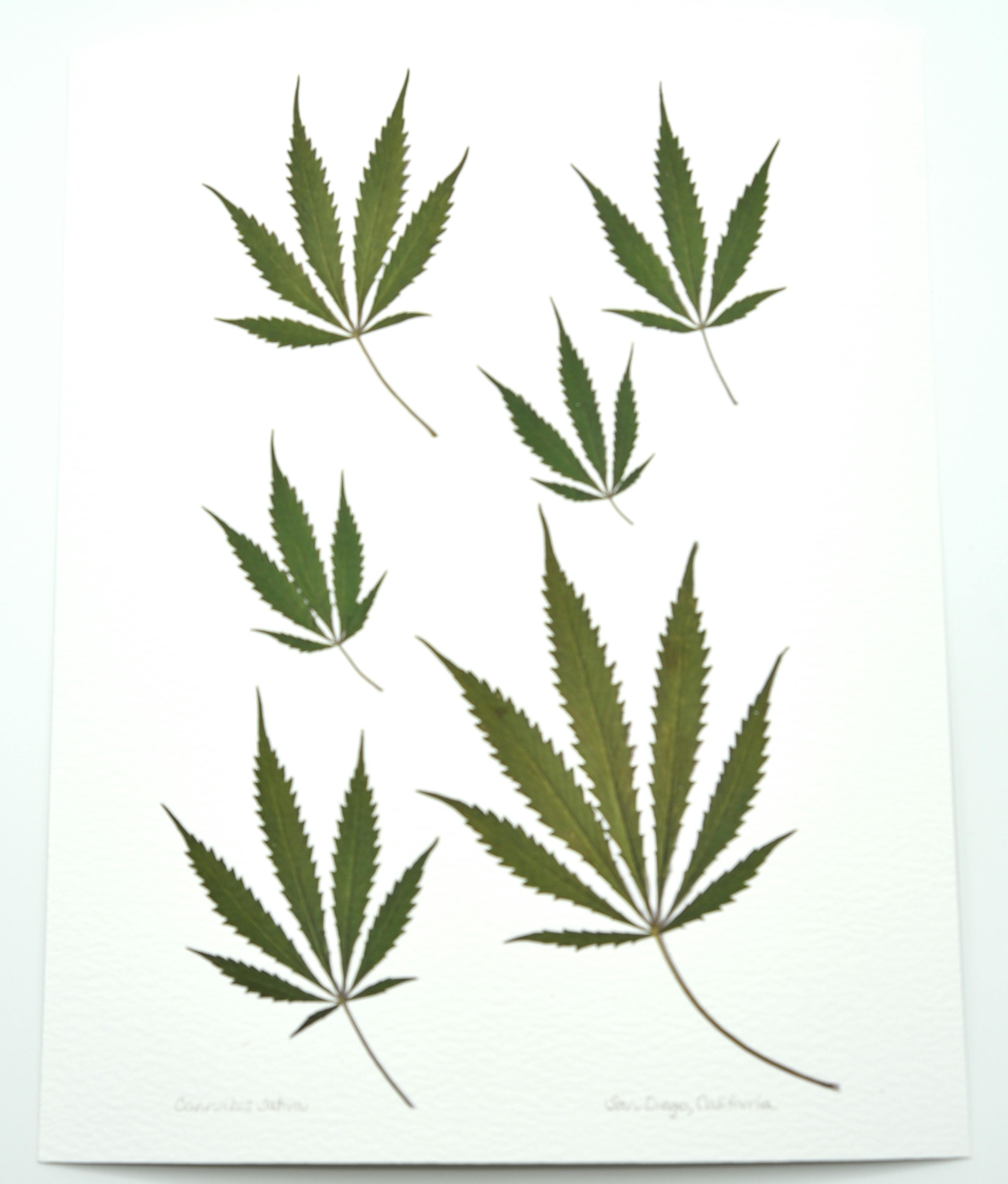 SIX SCATTERED LEAF PRINT