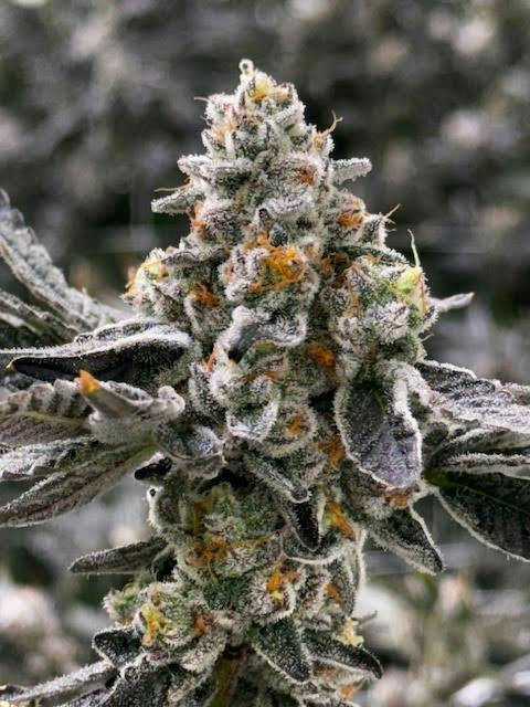 Flower (Deli-Style) l Scented Marker | Indica l New Lyfe