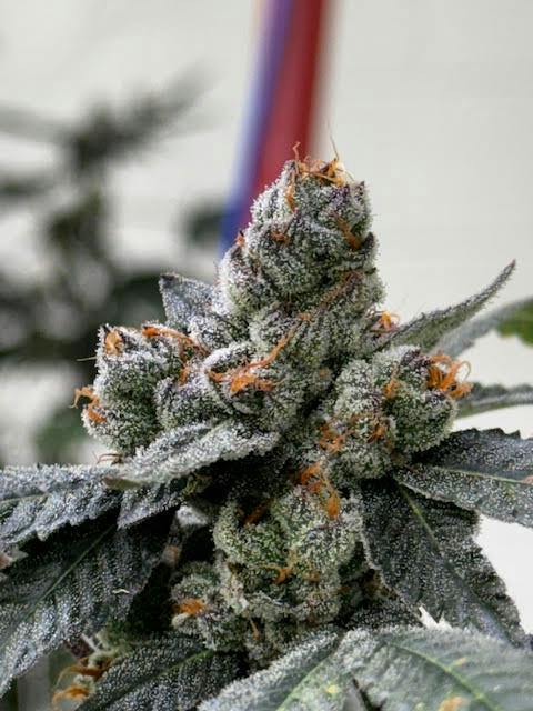 Flower (Deli-Style) l Goldust | Indica-Hybrid l New Lyfe