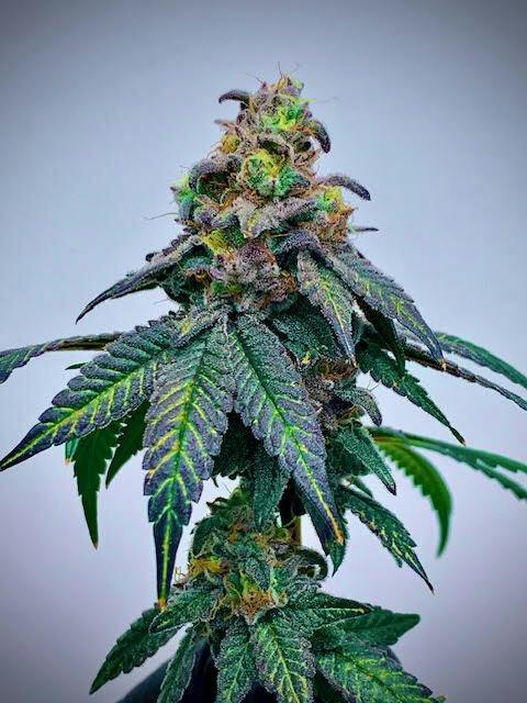 Flower (Deli-Style) l Kush Mints | Hybrid l New Lyfe