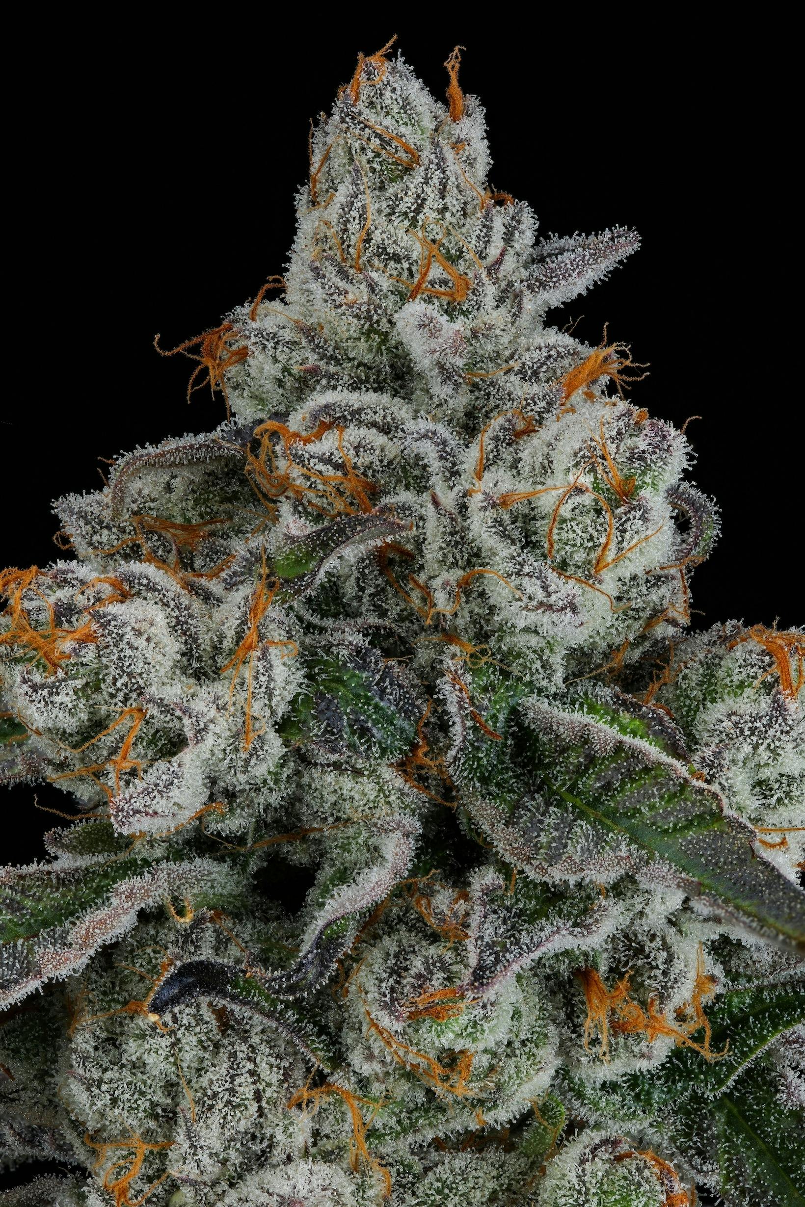 Flower (Deli-Style) l Pineapple Bang | Sativa l New Lyfe
