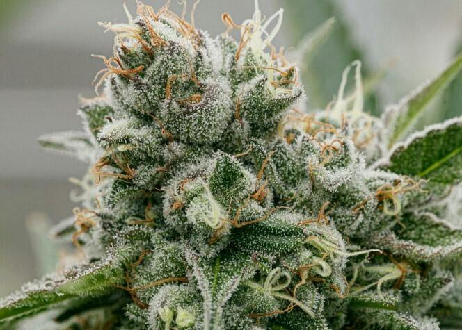 PURE SUNFARMS Kush God 28G