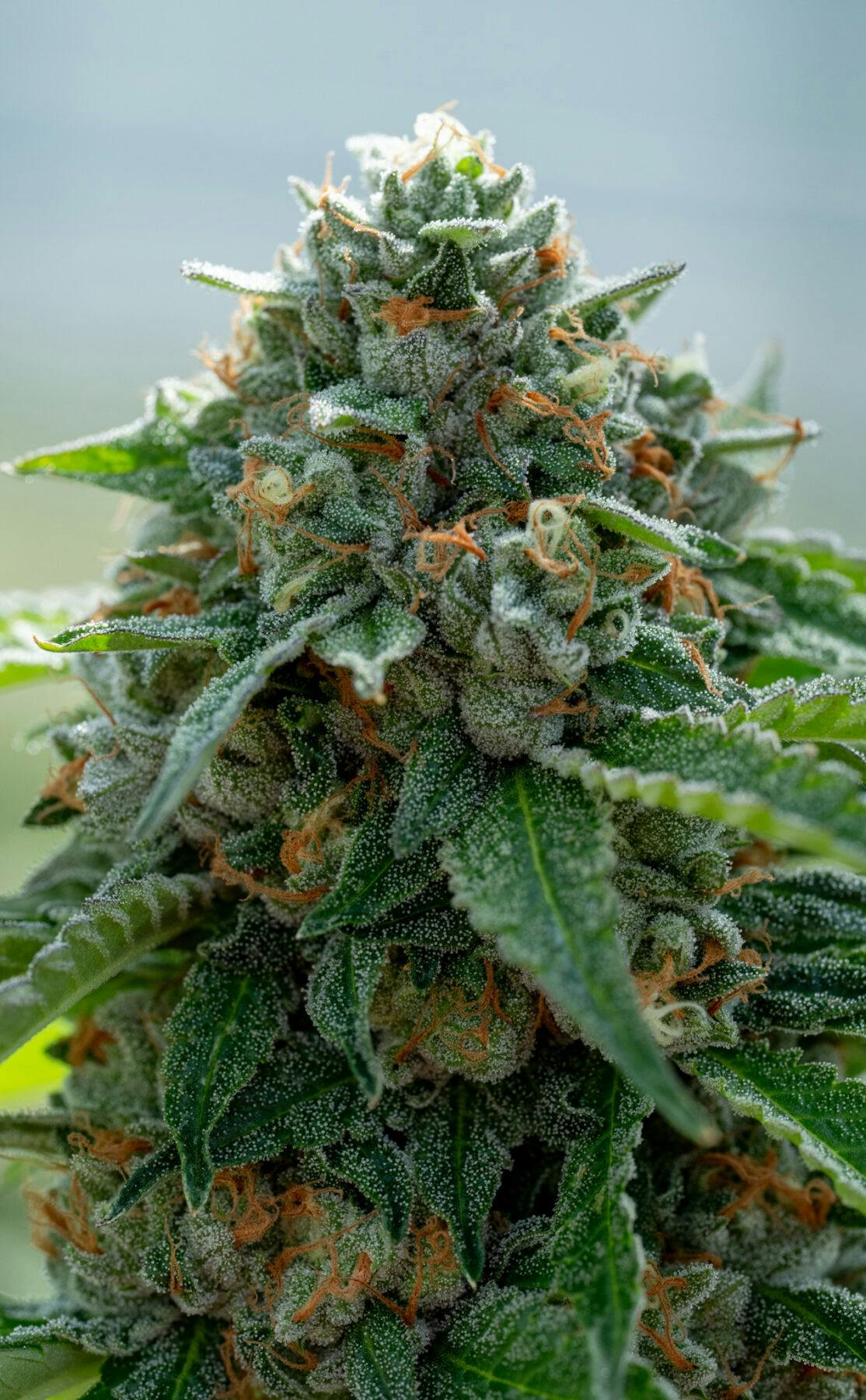 PURE SUNFARMS Day Tripper 28g