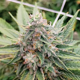 Nature's | Kandy Store | Blue Preweigh