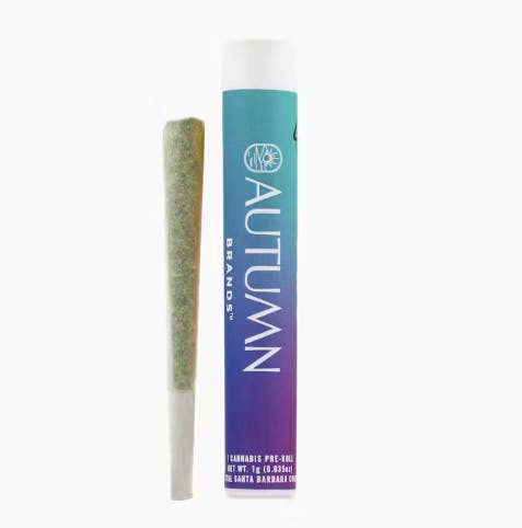 Sundaze: Gush Mintz