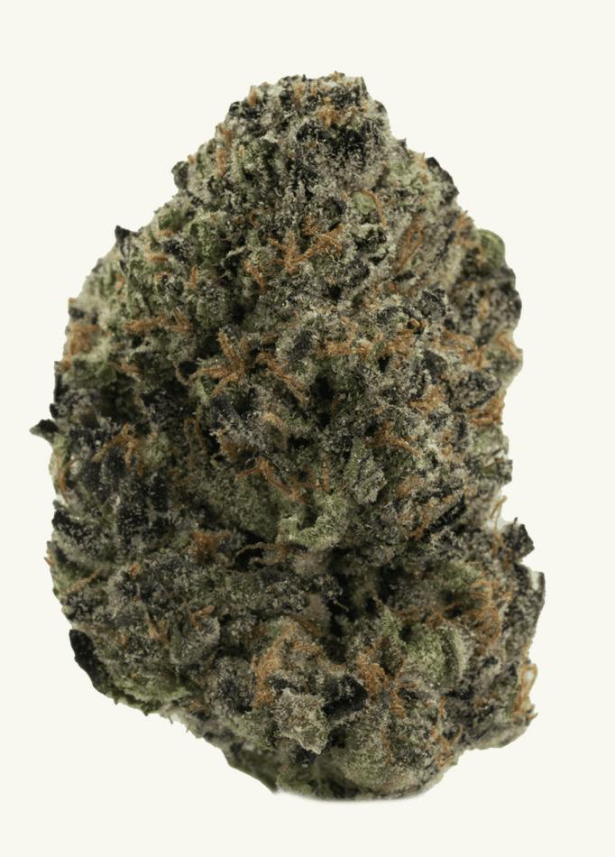 Gush Mintz x Runtz Flower By Vanilla Sunshine