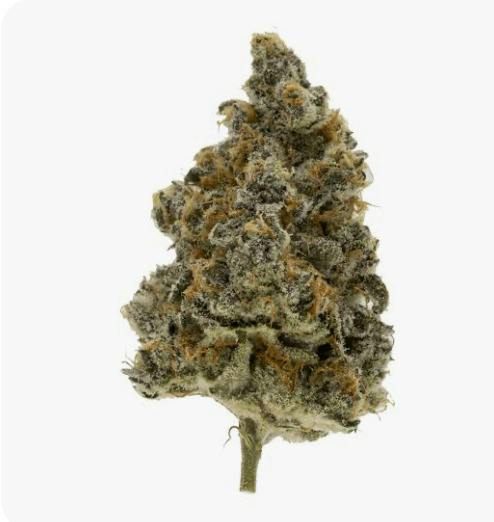 Super Boof Flower by Nobo