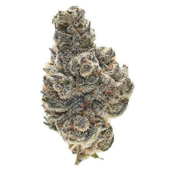 Powdered Doughnut Flower by Giving Tree Gardens