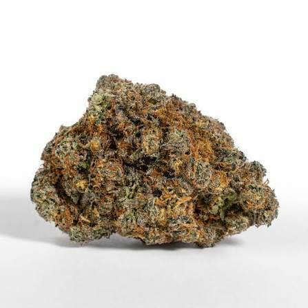 Orange Pop Flower by Giving Tree Gardens