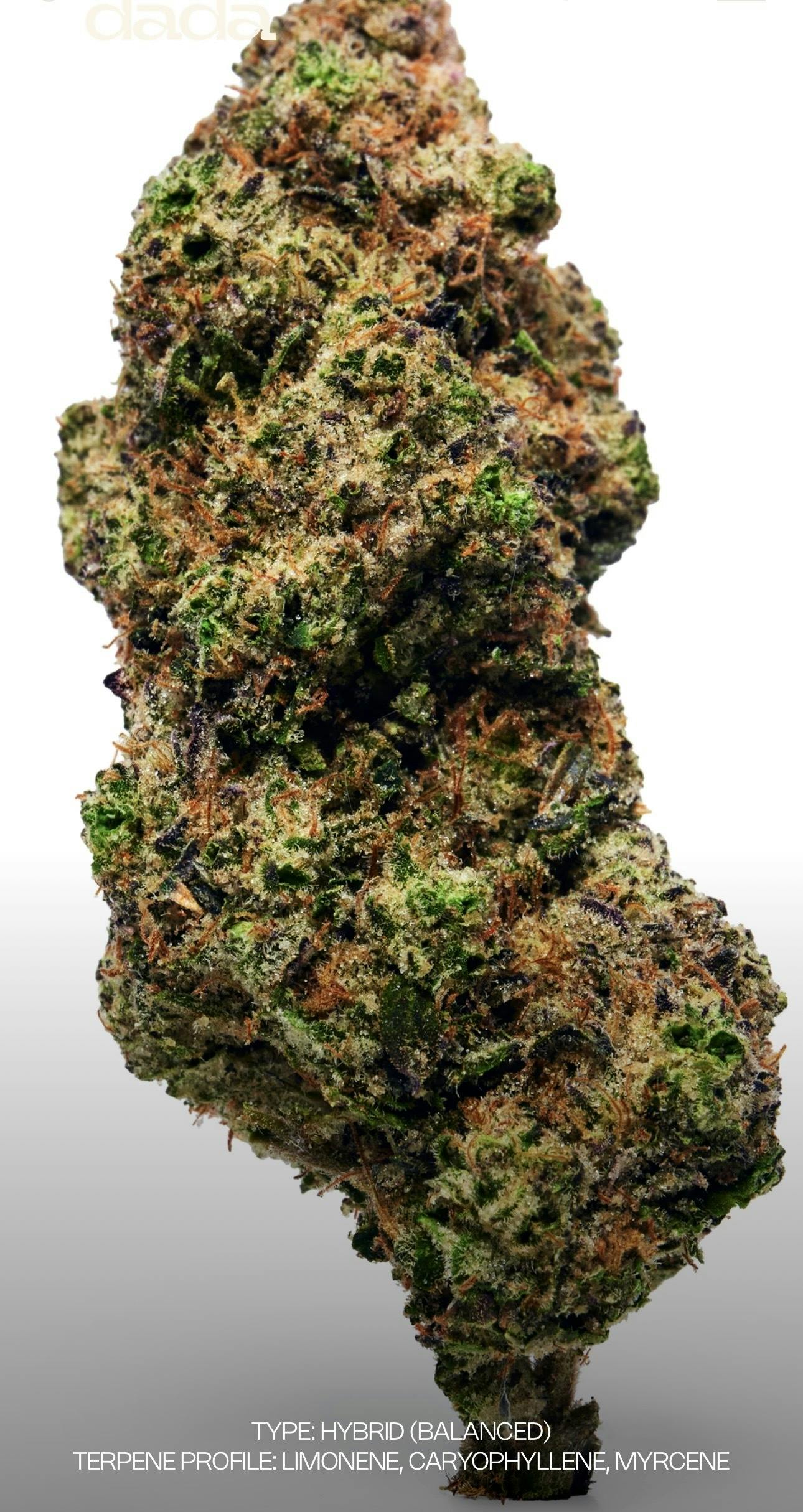 Dada I Hash Burger #3 I 3.5g Jar