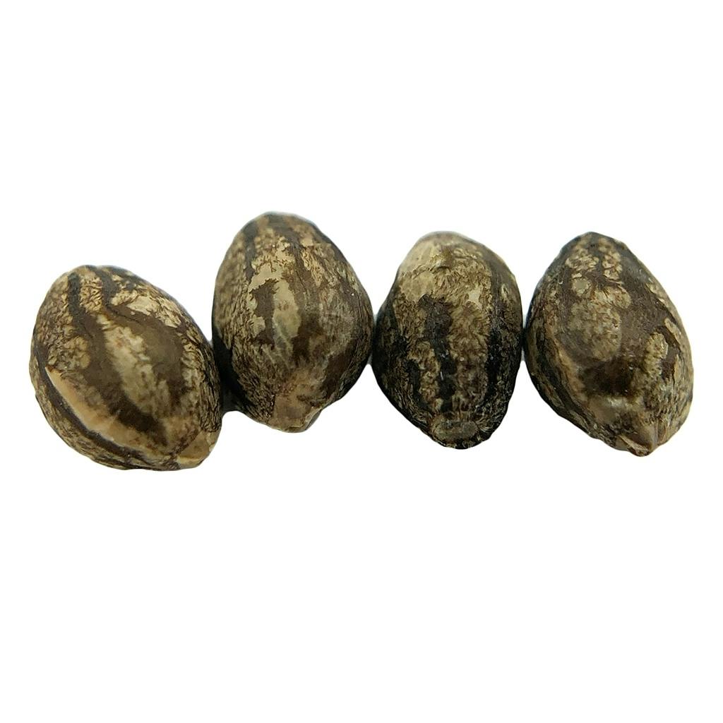 erbaceous™ - E V E R E 5 T Seeds (Regular) - Indica - 4 Pack