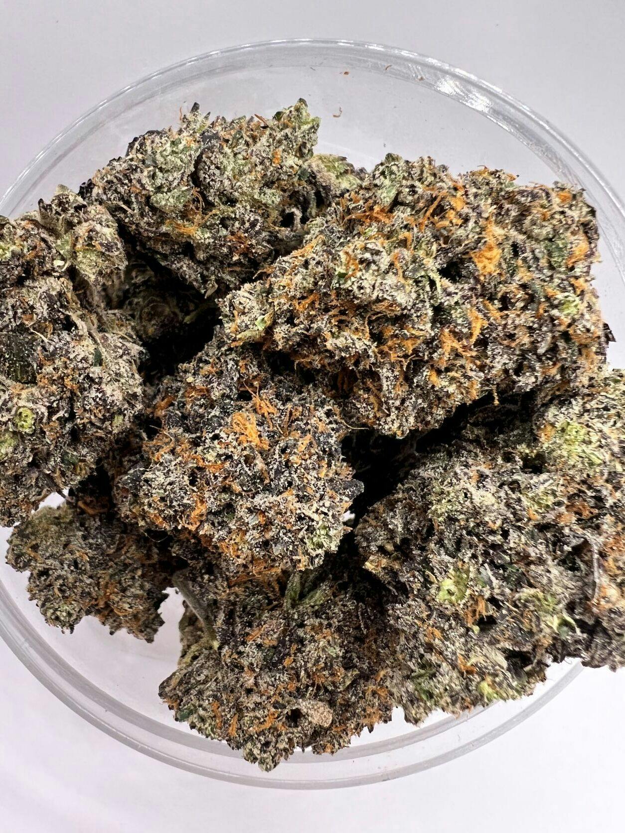 Gelato 41