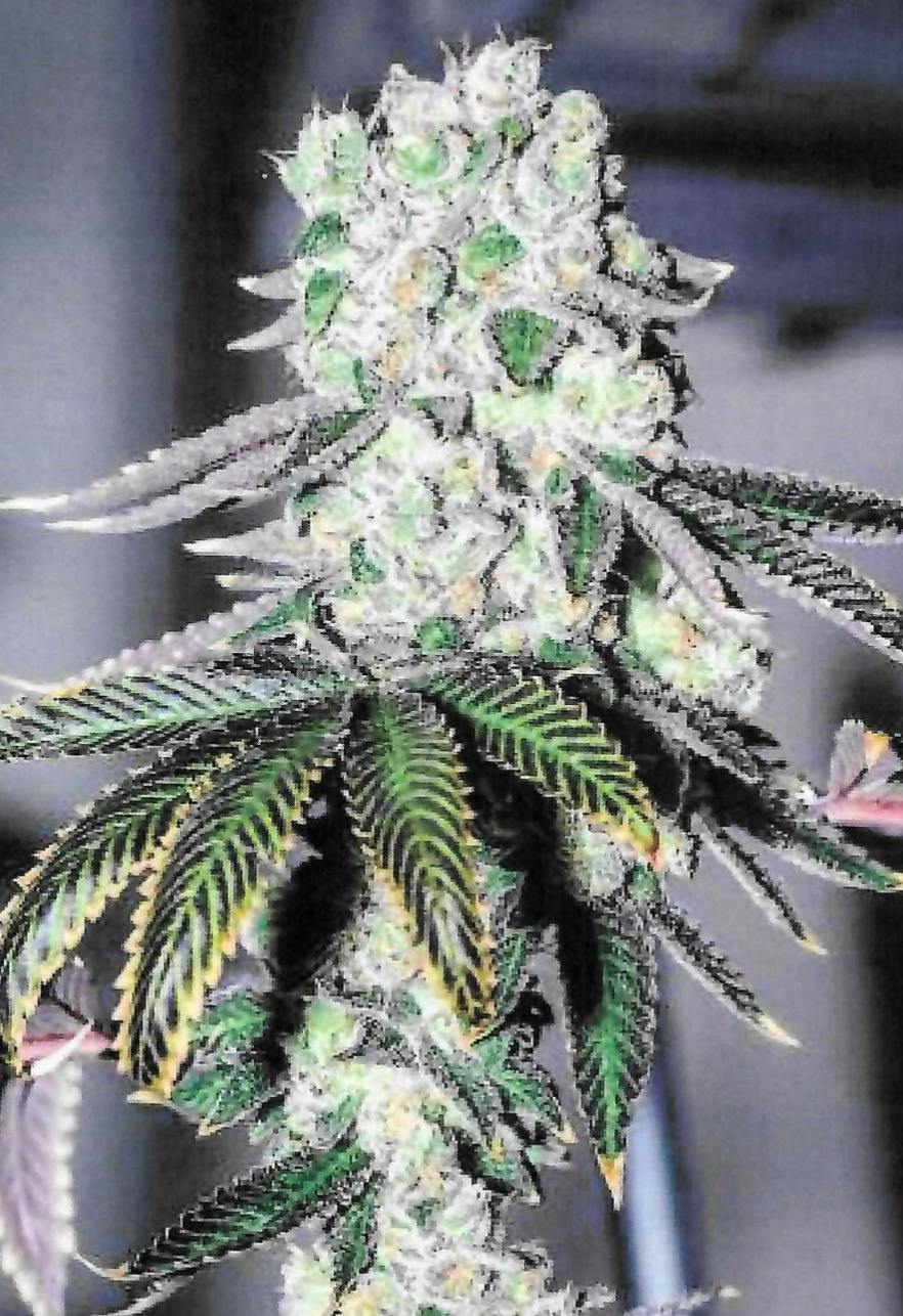 Wedding Pie 1/8th at Cannabis Cured Sugarloaf Recreational Weed Dispensary