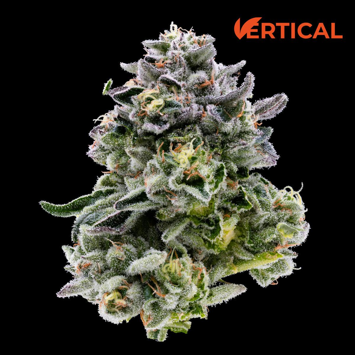 Vertical | Smalls | Gelato 33 14g