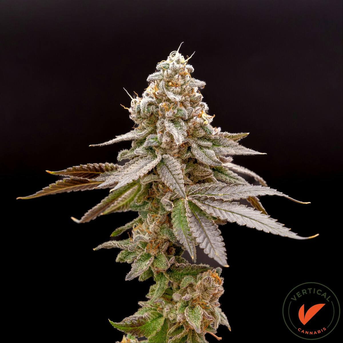 Vertical | LA Kush Cake 3.5g | Tier 1