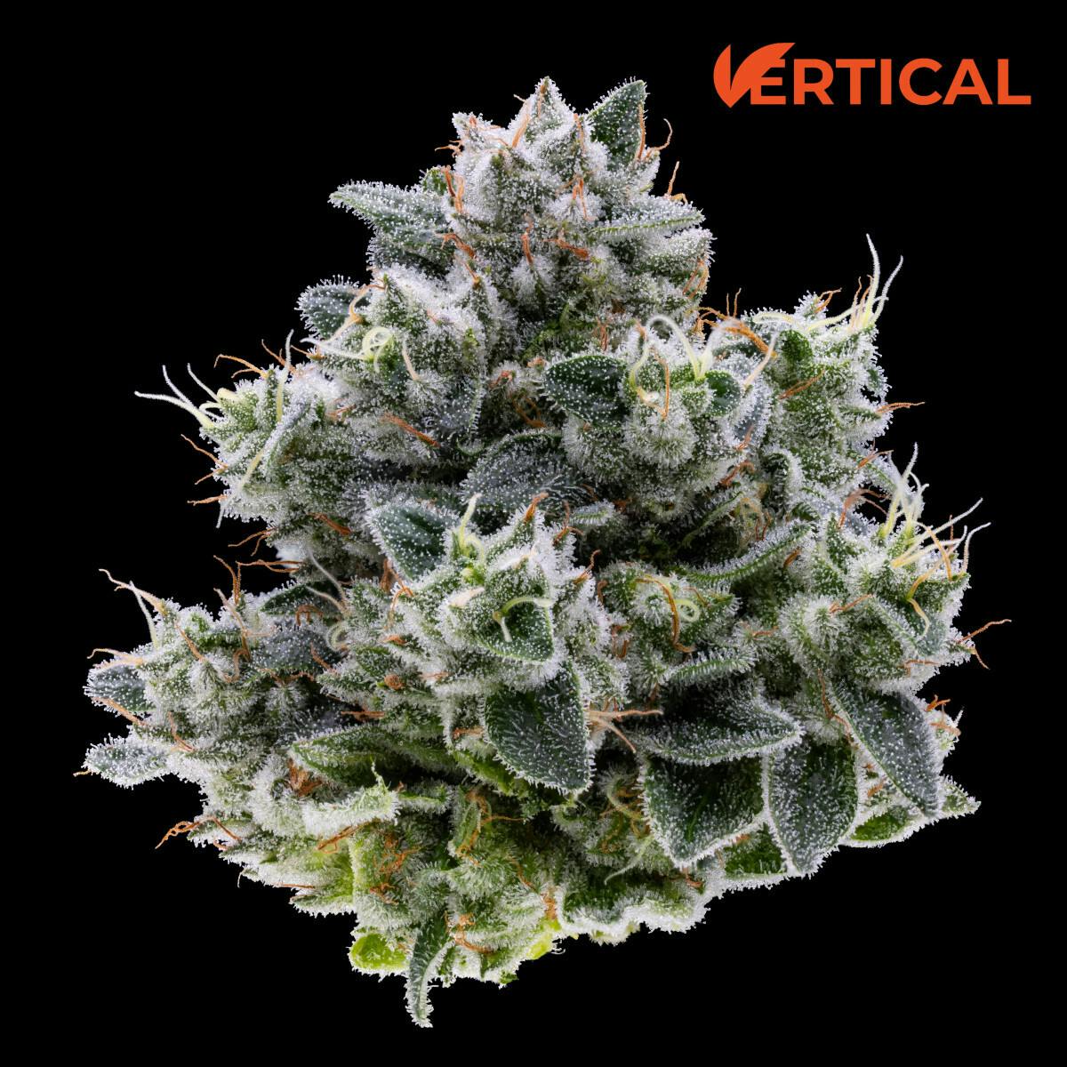 Vertical | Smalls | Purple Starfruit 14g