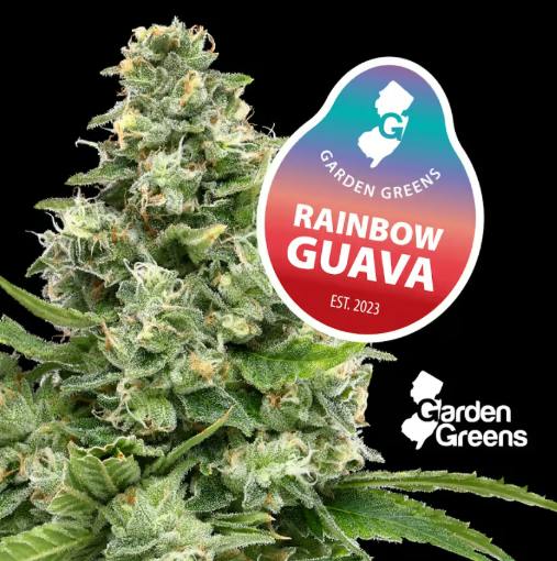 Garden Greens Rainbow Guava 3.5g