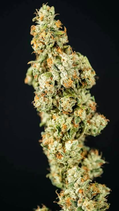 Pantheon Gas Basket Whole Buds 14g