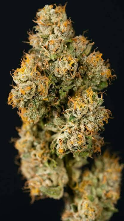 Pantheon Magic Marker Whole Buds 3.5g