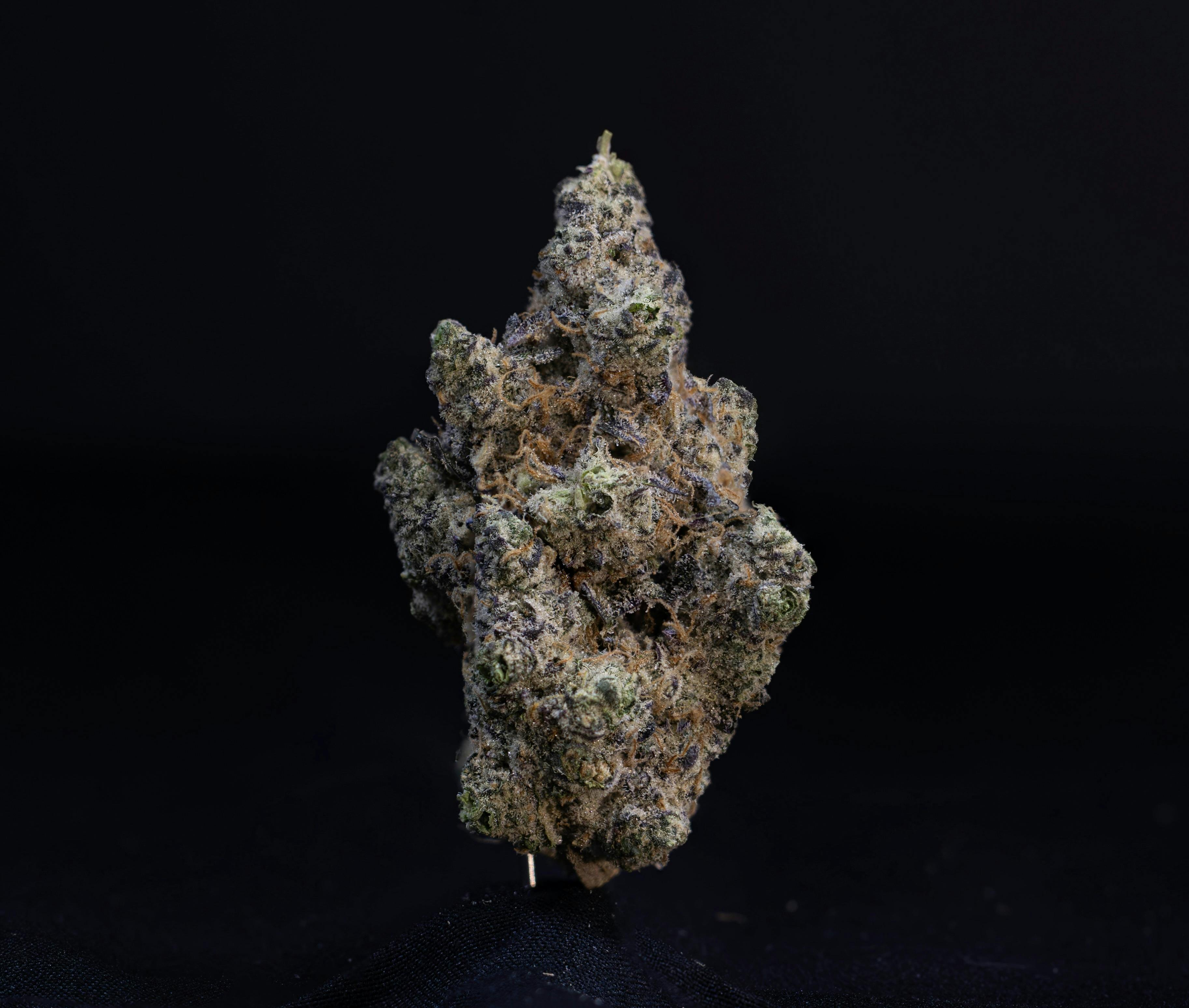 Aloha Lion Flower - 1322446