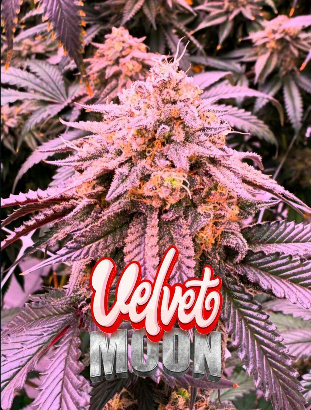 Family Trees Velvet Moon Whole Flower 3.5g cannabis product