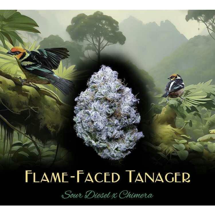 DUX:: Flame-Faced Tanager Prerolls | 2 Pack
