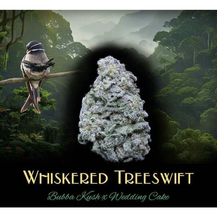 Whiskered Tree Swift