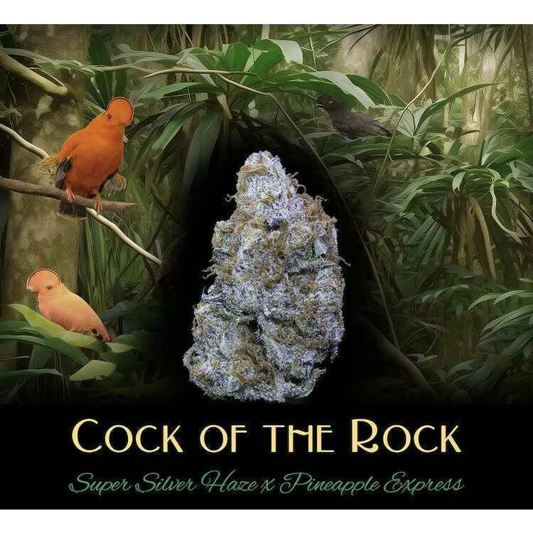 DUX:: Cock-Of-The-Rock Cold Cure Badder 1g