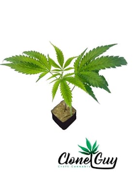 Clone Guy | Grape Nerdz
