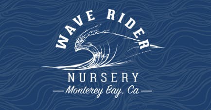 Wave Rider: Jet Fuel Gelato