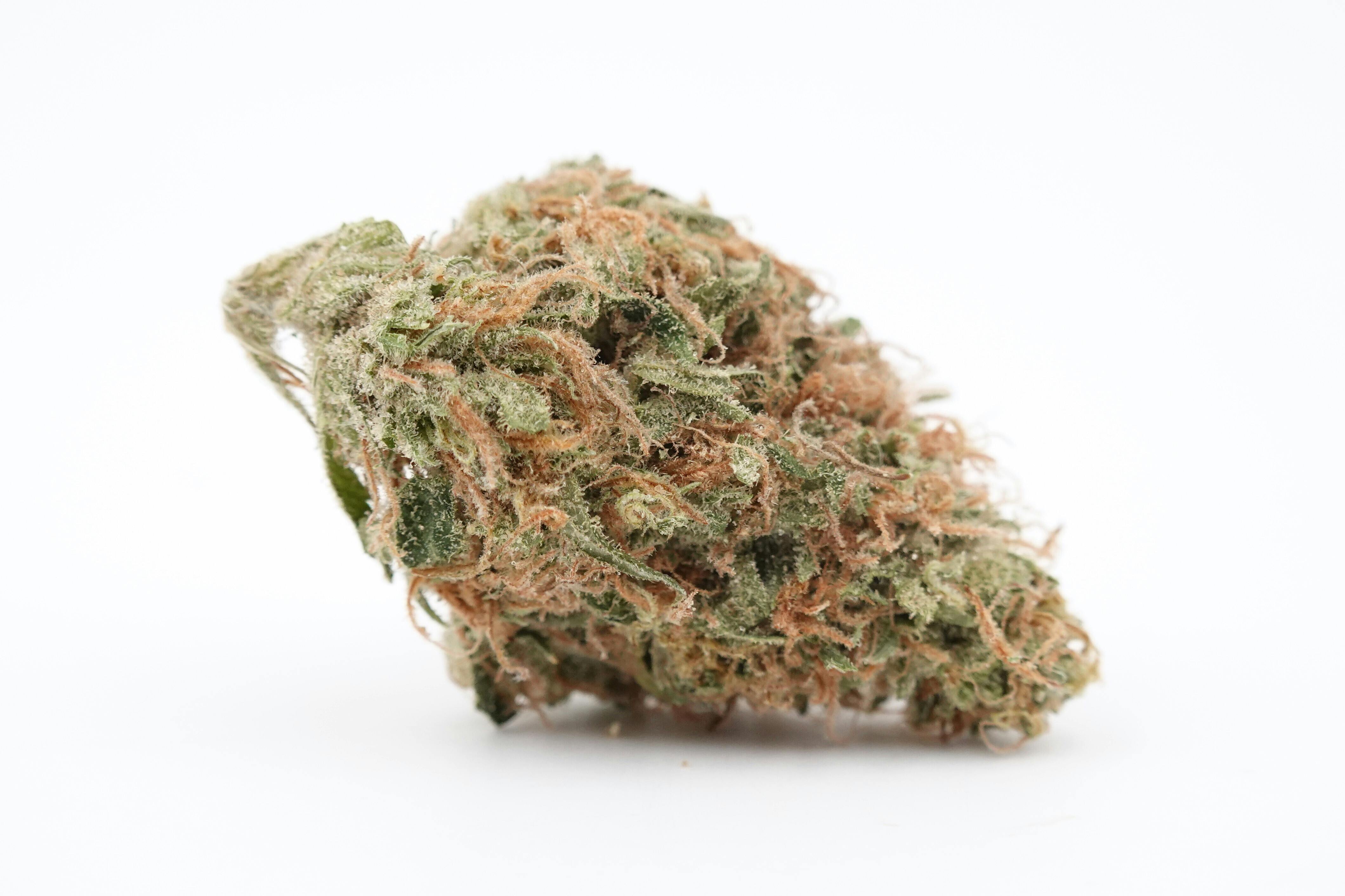 Zookies - Garden First (I)