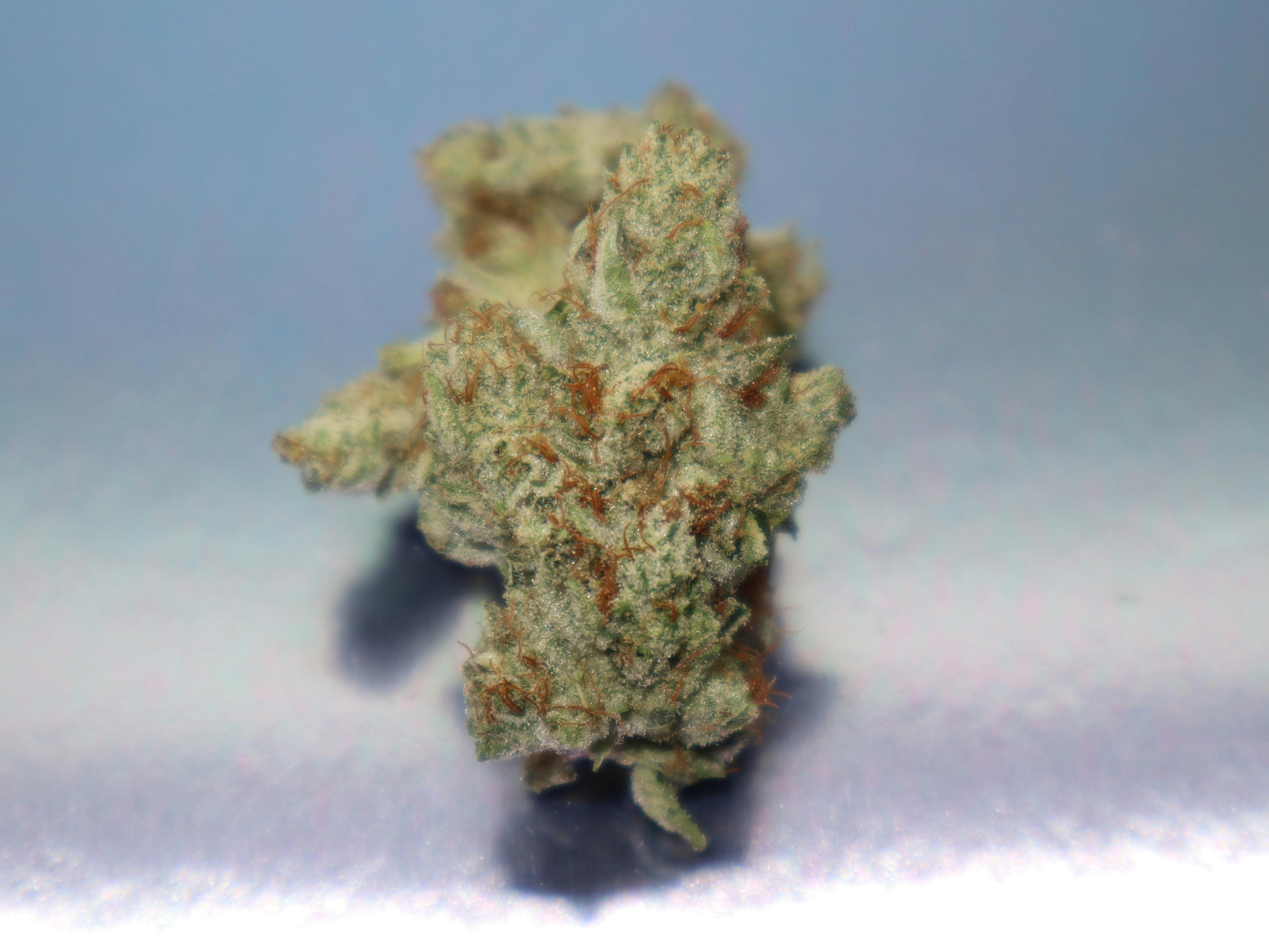 SFV OG Kush - Tao Gardens (I)