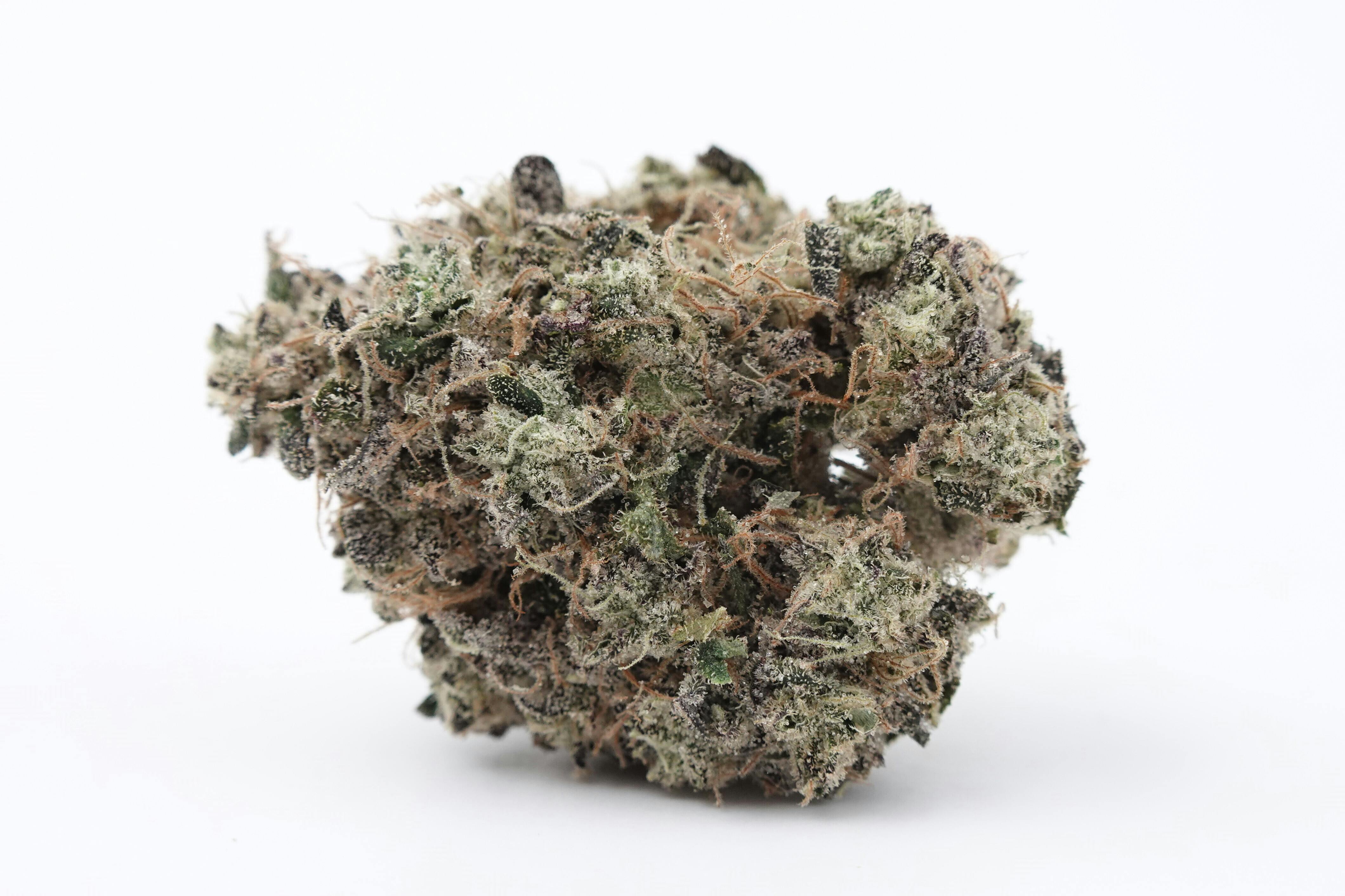 Hash Burger - Focus North (I)