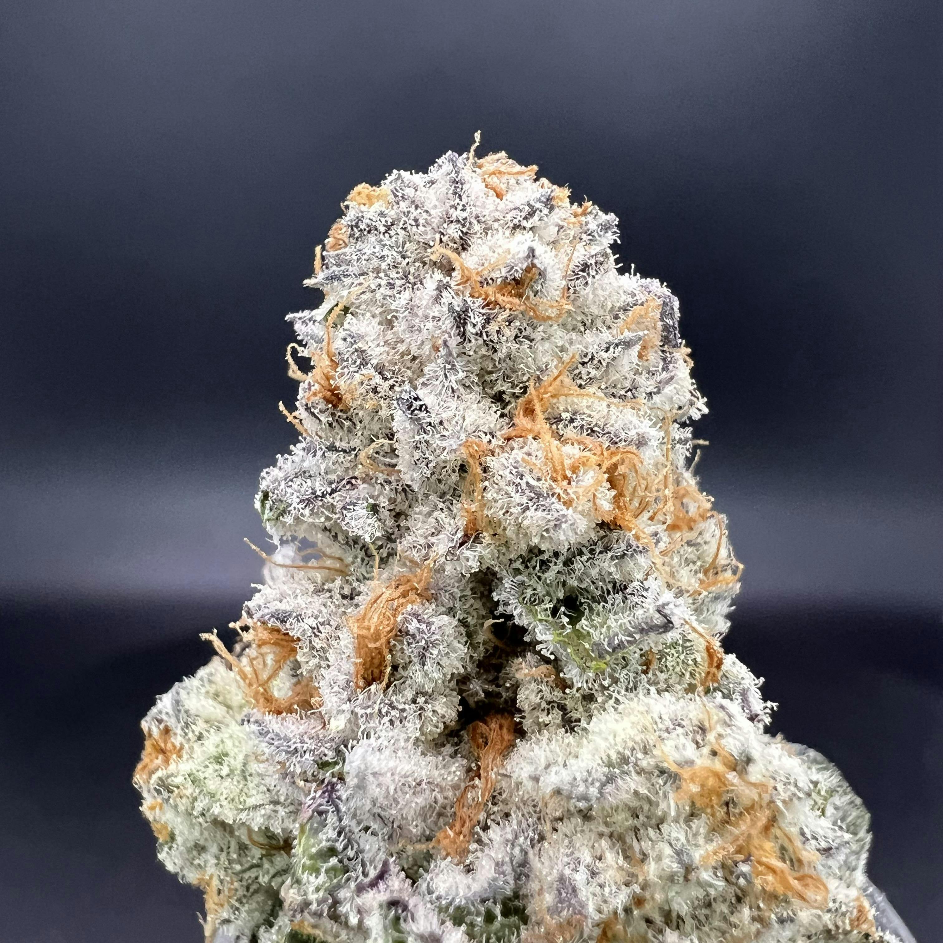 Dutch Treat - Trichome Farms (S)