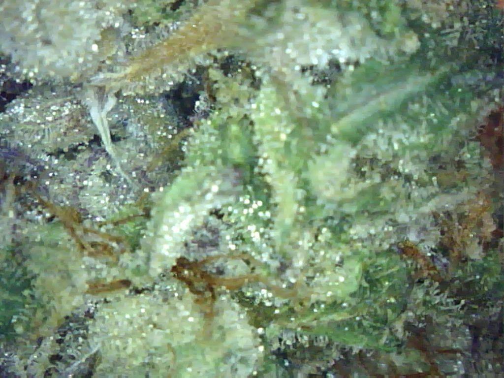 $99/oz Out The Door (HQ Indoor)