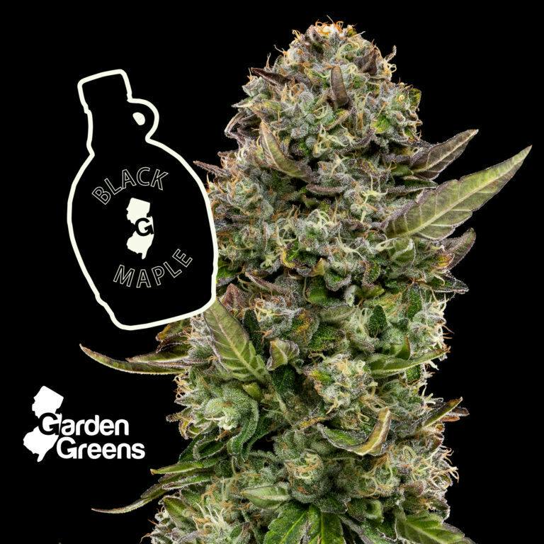 BLACK MAPLE | BIG BUDS - 7G
