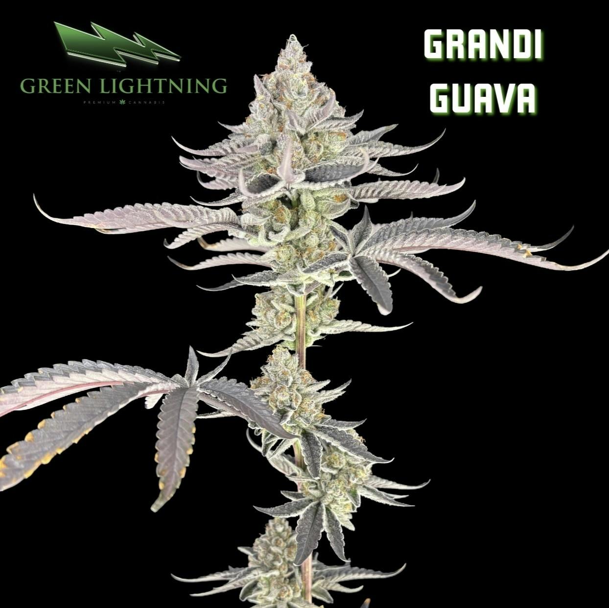 GRANDI GUAVA | 3.5G cannabis product