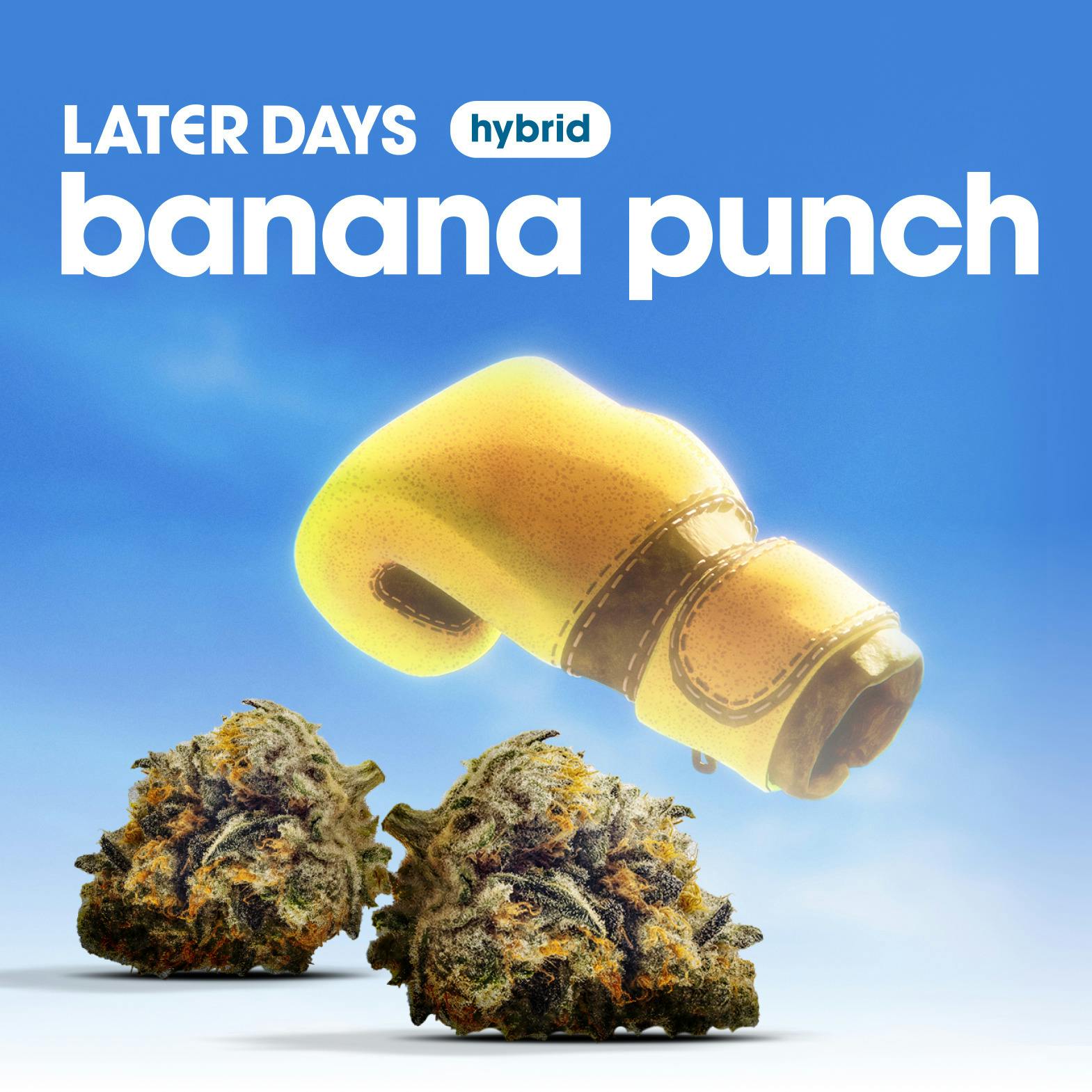 Banana Punch Flower at AYR Cannabis Dispensary Gainesville