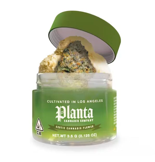 PLANTA| GELATO 41 — PLANTA| GELATO 41 3.5G