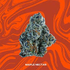 Vivid Maple Nectar Deli Flower at Stairway Cannabis Branson