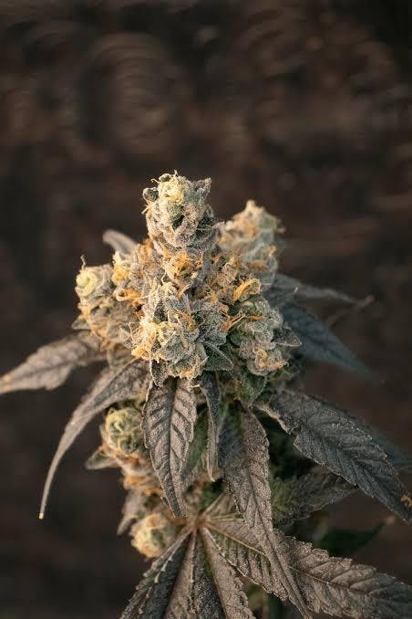Scout & Seed Pinyatti A Bud Deli 1 at Stairway Cannabis Branson