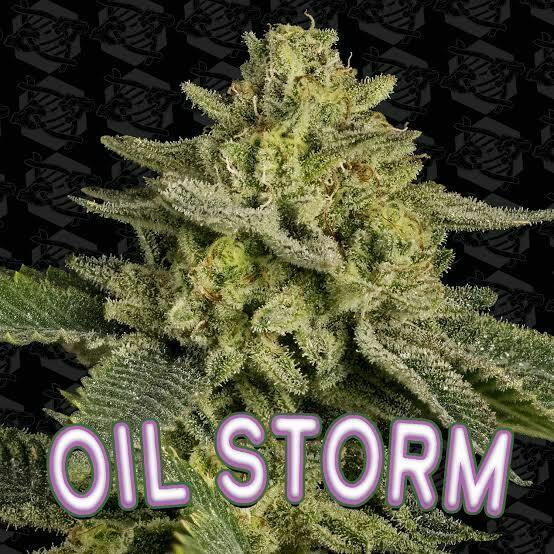 Scout & Seed Oil Storm A Bud Deli 1 at Stairway Cannabis Branson