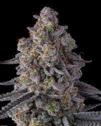Robust El Chivo #6 Flower